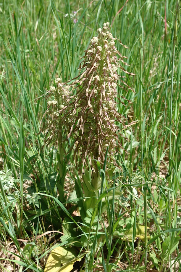 Himantoglossum hircinum